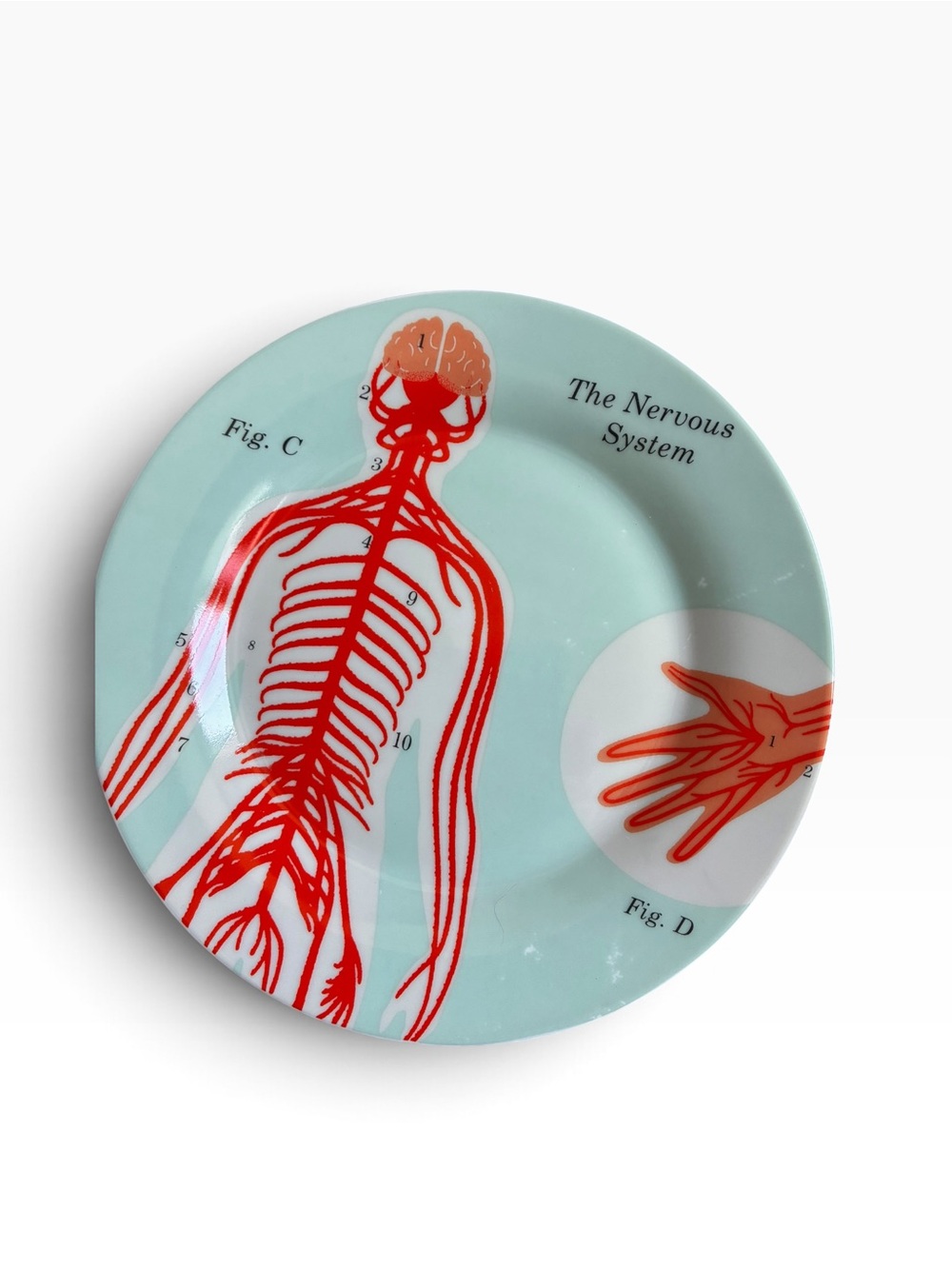 Life of Jay Anatomical Set of 4 Plates